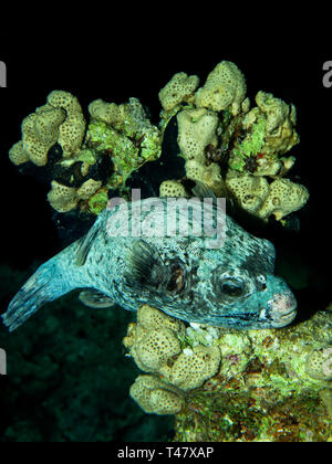 Puffer mascherato (arothron diadematus). Preso in Mar Rosso, Egitto. Foto Stock