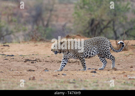 African leopard (Panthera pardus pardus), maschio adulto al crepuscolo, andando a un waterhole, Kruger National Park, Sud Africa e Africa Foto Stock