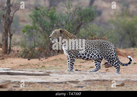 African leopard (Panthera pardus pardus), maschio adulto al crepuscolo, sta in piedi in una waterhole, avviso Kruger National Park, Sud Africa e Africa Foto Stock
