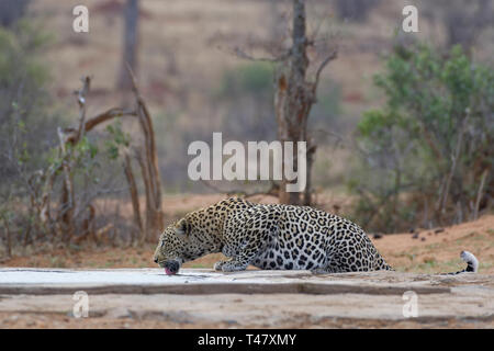 African leopard (Panthera pardus pardus), maschio adulto, bere a waterhole al tramonto, il Parco Nazionale Kruger, Sud Africa e Africa Foto Stock