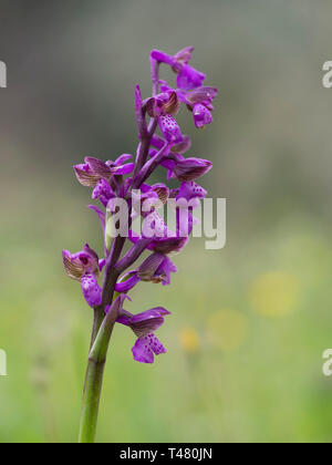 Una bella immagine di Anacamptis morio verde-winged orchid o verde-orchidea venato. In habitat naturali. Foto Stock