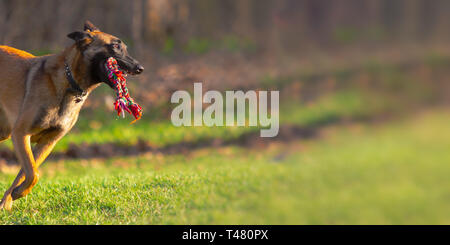 Uno belga Malinois cane corre rapidamente con corda giocattolo in bocca al di fuori a dog park con copia spazio. Foto Stock
