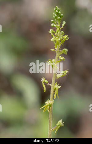 Comune Eggleaf aka twayblade, Neottia ovata. Wild Orchid. Foto Stock