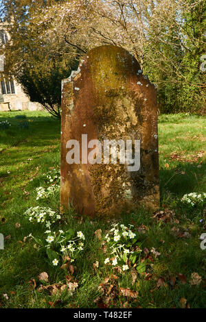 Di colore giallo brillante primule nella chiesa cimitero, Chiddingstone, Kent, England, Regno Unito, Europa Foto Stock