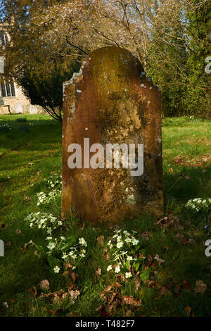 Di colore giallo brillante primule nella chiesa cimitero, Chiddingstone, Kent, England, Regno Unito, Europa Foto Stock