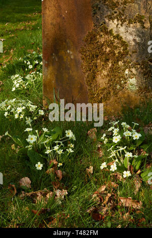 Di colore giallo brillante primule nella chiesa cimitero, Chiddingstone, Kent, England, Regno Unito, Europa Foto Stock