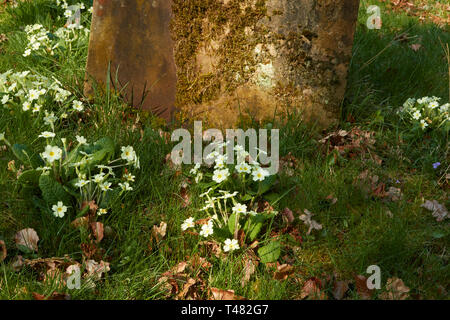 Di colore giallo brillante primule nella chiesa cimitero, Chiddingstone, Kent, England, Regno Unito, Europa Foto Stock