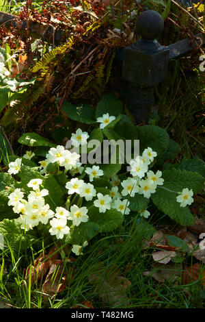 Di colore giallo brillante primule nella chiesa cimitero, Chiddingstone, Kent, England, Regno Unito, Europa Foto Stock