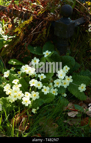 Di colore giallo brillante primule nella chiesa cimitero, Chiddingstone, Kent, England, Regno Unito, Europa Foto Stock