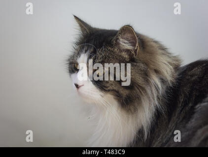 Norvegese delle Foreste cercando curiosi con sfondo verde Foto Stock