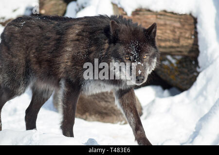 Nero lupo canadese sta guardando la telecamera. Canis lupus pambasileus. Gli animali della fauna selvatica. Foto Stock