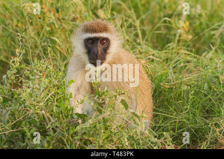 Scimmia Vervet Chlorocebus pygerythrus Amboseli Kenya safari in Africa orientale Foto Stock