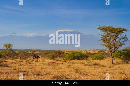 Lo struzzo (Struthio camelus) si affaccia sul Monte Kilimanjaro, la montagna più alta dell'Africa. Amboseli National Park, Kenya. Paesaggio savana con cielo blu e alberi di spina Foto Stock