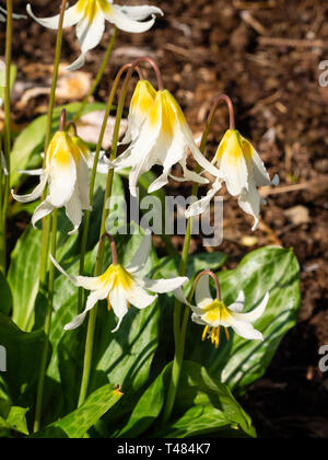 Sfumatura di colore giallo al bianco dei fiori di hardy molla lampadina di bosco, Erythronium "Jeanette Brickell' Foto Stock