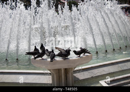 Città piccioni dal lato di acqua ad una fontana Foto Stock