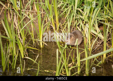 Un selvaggio, non captive acqua vole, Arvicola amphibius, sulle rive del Dorset Stour fiume in Gillingham Dorset England Regno Unito GB in aprile. La popolazione Foto Stock