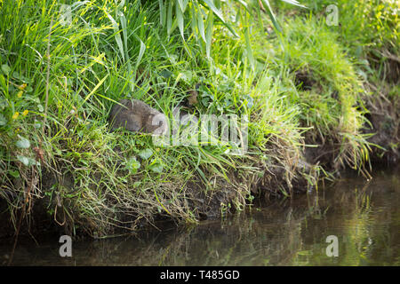 Un selvaggio, non captive acqua vole, Arvicola amphibius, sulle rive del Dorset Stour fiume in Gillingham Dorset England Regno Unito GB in aprile. La popolazione Foto Stock