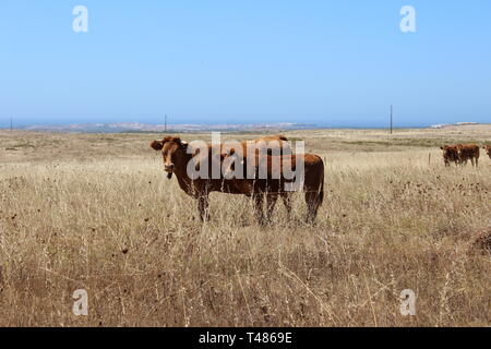 Weibliche Kuh mit Kalb auf einer Wiese in der Sonne in Portogallo Foto Stock