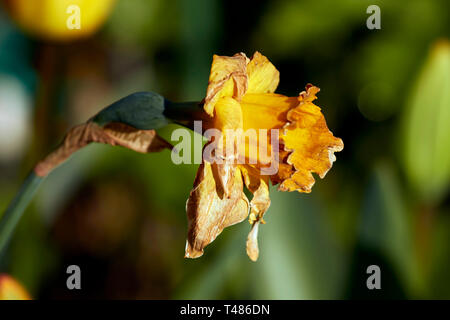 Morendo daffodil capolino nella tarda primavera sole di un giardino urbano a Londra in Inghilterra Foto Stock