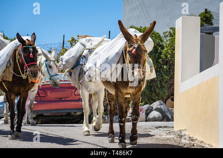 Gli asini trasportano con grazia sacchi attraverso le strade tortuose dell'antica città sulla pittoresca isola di Santorini. Foto Stock