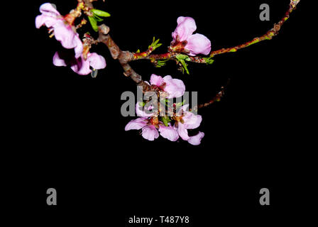 Peach ramoscelli, fioritura frutteti di pesche di notte Foto Stock