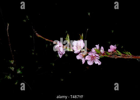 Nella notte, fioritura peach orchard durante la notte Foto Stock