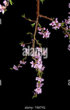 Rametti fioriti, fioritura peach orchard durante la notte Foto Stock