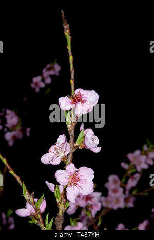 Fioritura nella notte, fioritura frutteti di pesche di notte Foto Stock