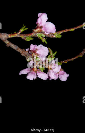 Nero profondo, fioritura peach orchard durante la notte Foto Stock