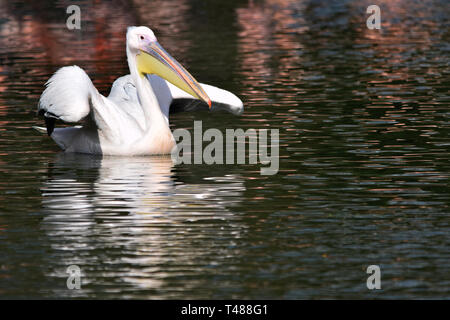 Great White Pelican nuoto con il suo riflesso visibile nelle increspature dell'acqua Foto Stock