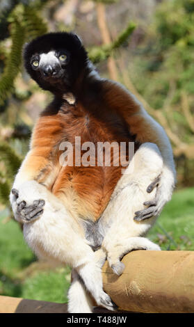 Raro incoronato Sifaka Lemur seduto in un essere umano come pongono Foto Stock