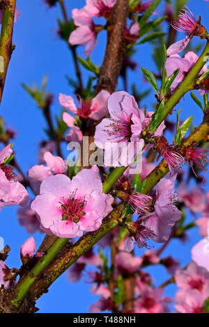 Pesco rami ricoperti da un intenso lavoro di boccioli rosa sul cielo azzurro sfondo, vista ravvicinata Foto Stock