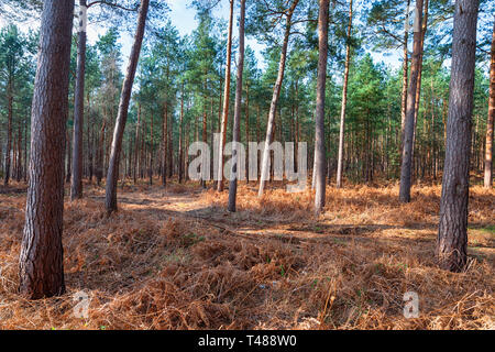 Alberi di pino a Tunstall foresta nella campagna del Suffolk Foto Stock