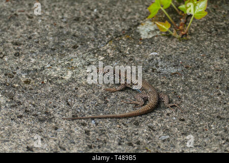 Ruinen Eidechse, kleine Echse schleicht auf einer alten Mauer entlang Foto Stock