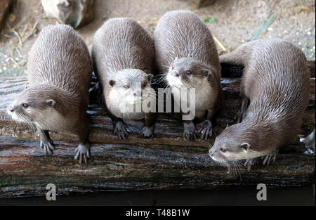 Gruppo di divertenti oriental piccoli artigli otter cercando intrattenimento presso gli spettatori Foto Stock