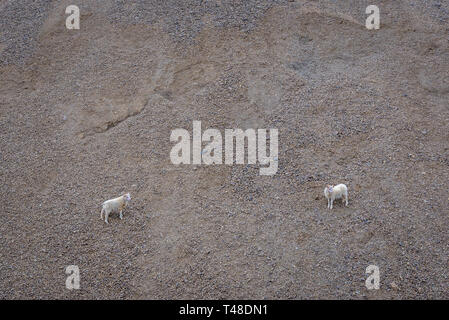 Le pecore su un pendio della costa Laekjavik visto dalla strada 1 nel sud-est del paese parte est dell'Islanda Foto Stock