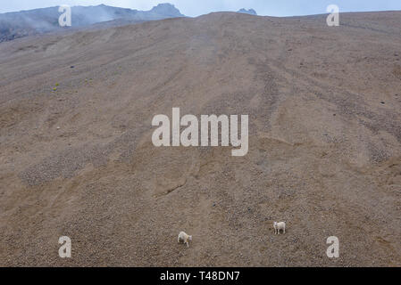 Le pecore su un pendio della costa Laekjavik visto dalla strada 1 nel sud-est del paese parte est dell'Islanda Foto Stock