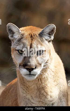 Ritratto di una Cougar, Puma concolor, Turtle torna lo Zoo di West Orange, nel New Jersey, STATI UNITI D'AMERICA Foto Stock