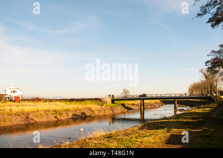 Auto attraversando Cartford ponte a pedaggio verso il casello con un cigno sul fiume Wyre a poco Eccleston con Larbreck Lancashire England Regno Unito Foto Stock