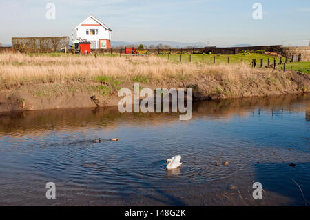 Swan e anatre nuoto passato Cartford ponte Casa di pedaggio sul fiume Wyre a poco Eccleston con Larbreck Lancashire England Regno Unito Foto Stock