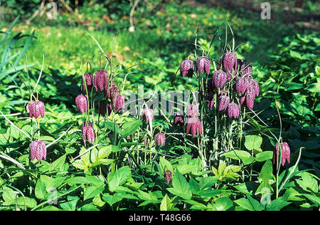 Testa di serpenti Fritillary Fritillaria meleagris in un bosco giardino . Un perenne che fiorisce in primavera con una forma a campana viola e fiori bianchi Foto Stock