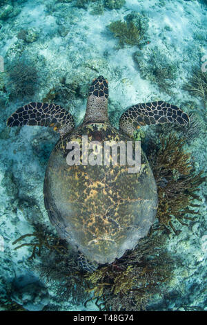 Un Hawksbill sea turtle nuota su fondo marino nel Parco Nazionale di Komodo. Questo rettile è una specie criticamente minacciata di estinzione, ma è ancora oggetto di atti di caccia per la carne. Foto Stock