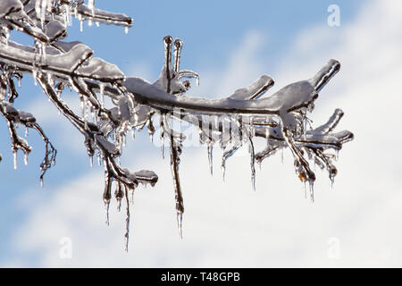 Alberi sotto la forte Pioggia gelata in Quebec, Canada, 9 Aprile 2019 Foto Stock