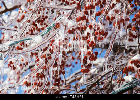 Alberi sotto la forte Pioggia gelata in Quebec, Canada, 9 Aprile 2019 Foto Stock