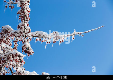 Alberi sotto la forte Pioggia gelata in Quebec, Canada, 9 Aprile 2019 Foto Stock