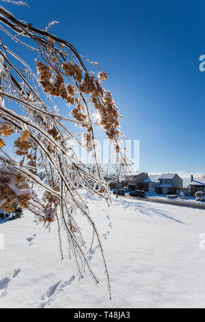 Alberi sotto la forte Pioggia gelata in Quebec, Canada, 9 Aprile 2019 Foto Stock