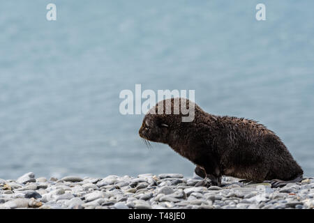 Molto giovane pelliccia sigillo pup, su di una spiaggia rocciosa contro blu glaciale acqua, Salisbury Plain, Georgia del Sud Foto Stock