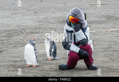 I turisti cinesi guardare i pinguini Gentoo al punto di elefante, Livingston isola, a sud le isole Shetland, Antartide. Foto Stock