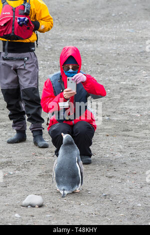 I turisti cinesi guardare i pinguini Gentoo al punto di elefante, Livingston isola, a sud le isole Shetland, Antartide. Foto Stock