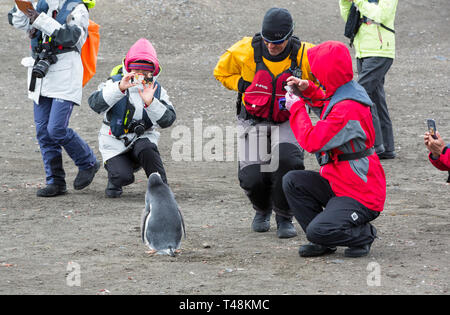 I turisti cinesi guardare i pinguini Gentoo al punto di elefante, Livingston isola, a sud le isole Shetland, Antartide. Foto Stock